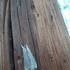 Cucullia moth