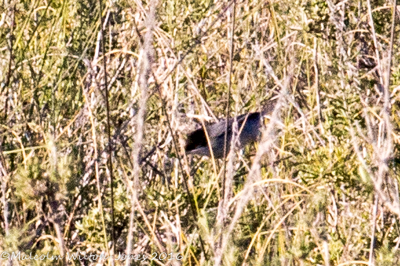 Sardinian Warbler; Curruca Cabicinegra