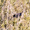 Sardinian Warbler; Curruca Cabicinegra