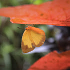 Three Spot Grass Yellow