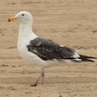 Western gull