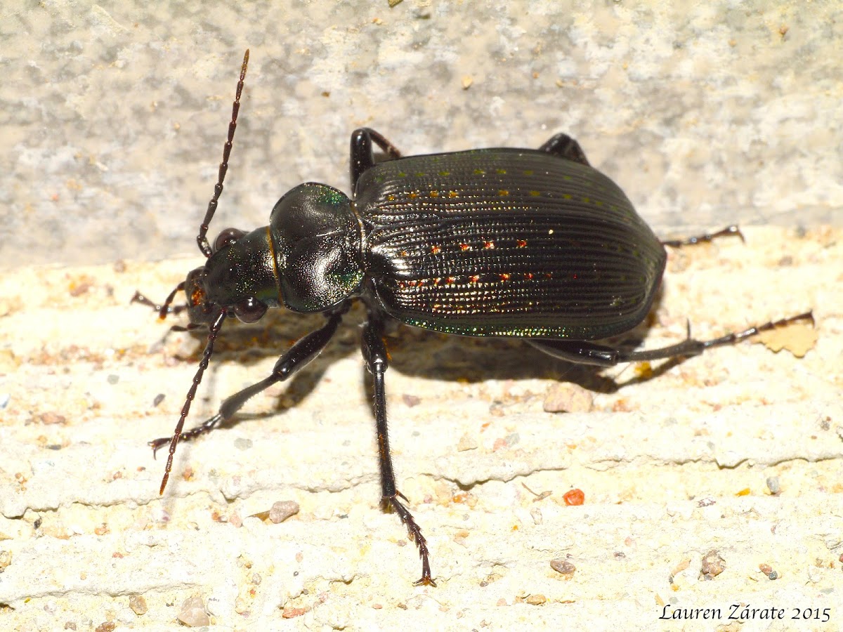 Black Caterpillar Hunter (Ground Beetle)