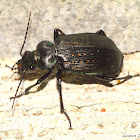 Black Caterpillar Hunter (Ground Beetle)