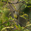 Alegrinho(White-crested Tyrannulet)