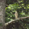 juvenile red-tailed hawk