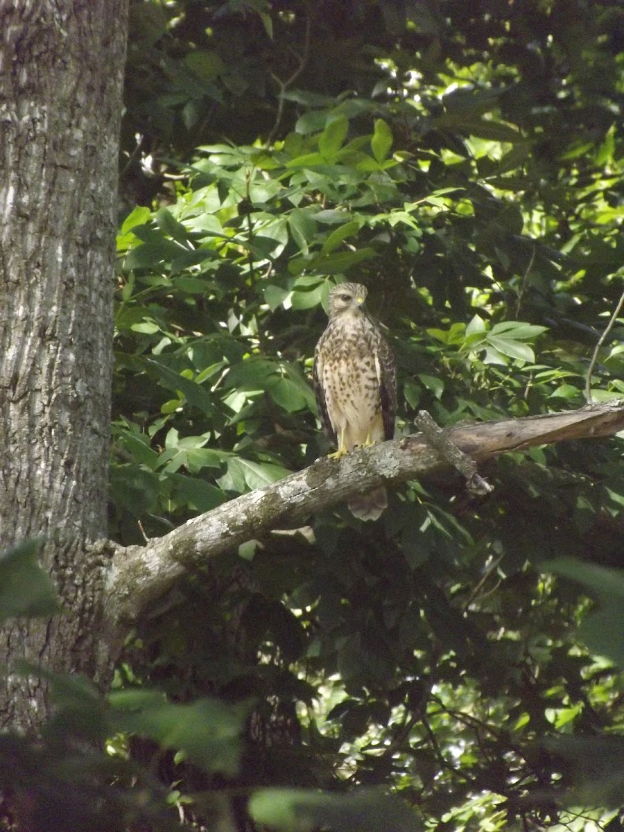 juvenile red-tailed hawk