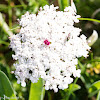 Wild Carrot