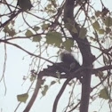 Eastern Gray Squirrel