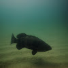 Pacific goliath grouper