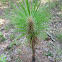 Longleaf Pine