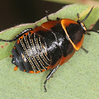 cute baby cockroach