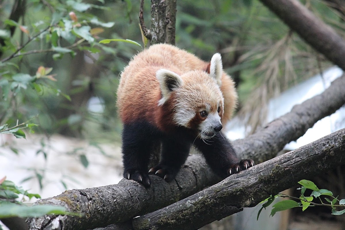 Red Panda