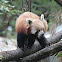 Red Panda