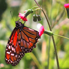 Borboleta-monarca