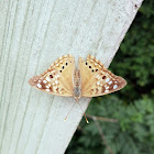 Hackberry emperor