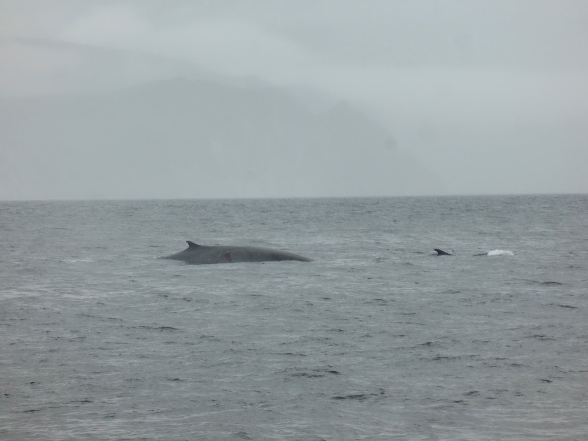 Fin Whale