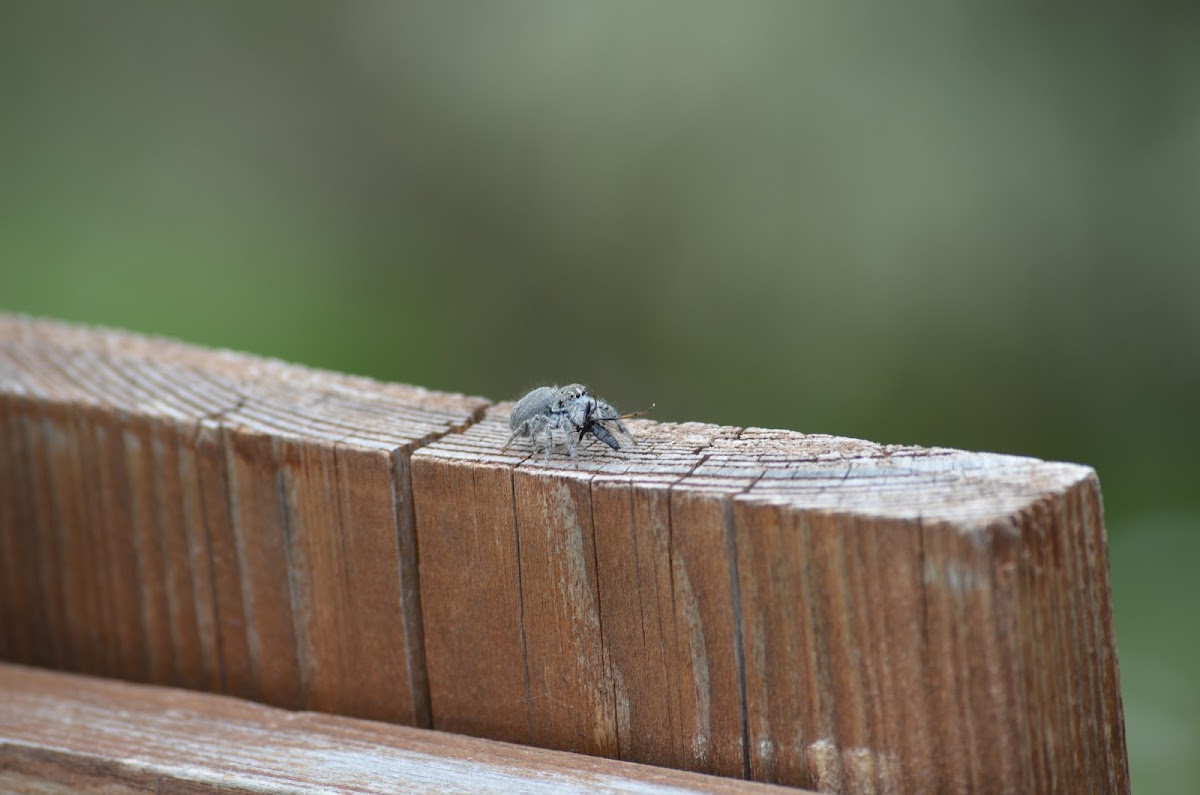 Jumping spider