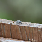 Jumping spider