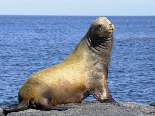 A sea lion  in the Galápagos.