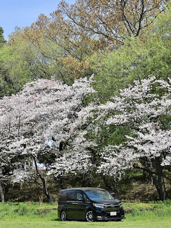 ステップワゴンスパーダのサクラと愛車・今週で終わりかな？・ちょいカメ活に関するカスタム事例の投稿画像3枚目