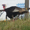 Wild Turkey