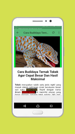 Nada dering tokek