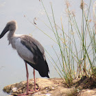 Lesser Adjutant Stork