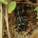 Ground beetle