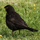 Blackbird