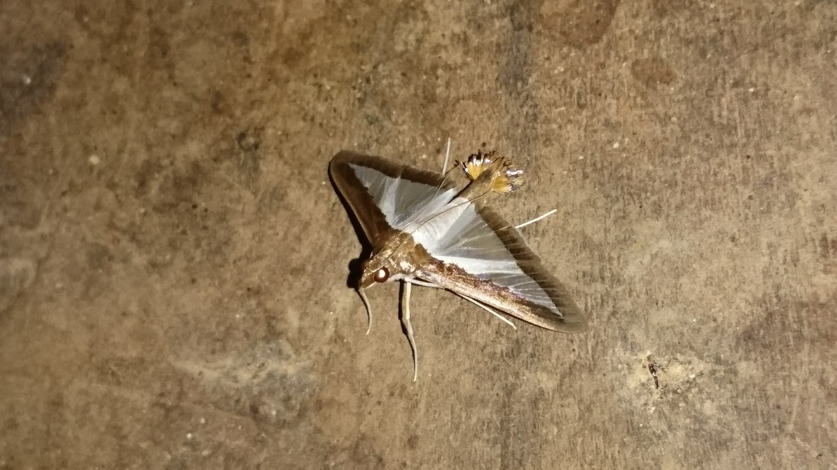 Melonworm moth