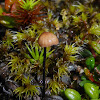 Black-stemmed Mushroom