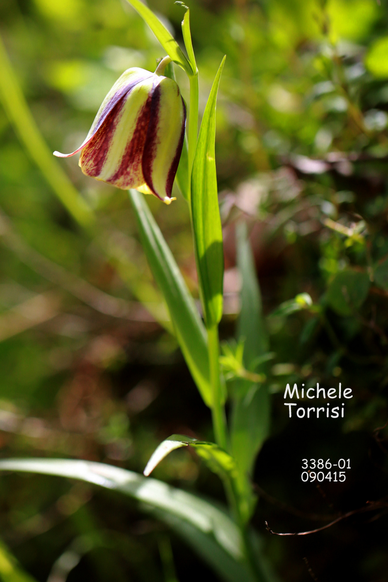 Fritillaria messanensis Raf.