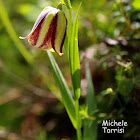 Fritillaria messanensis Raf.