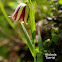 Fritillaria messanensis Raf.