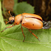 Grapevine Beetle