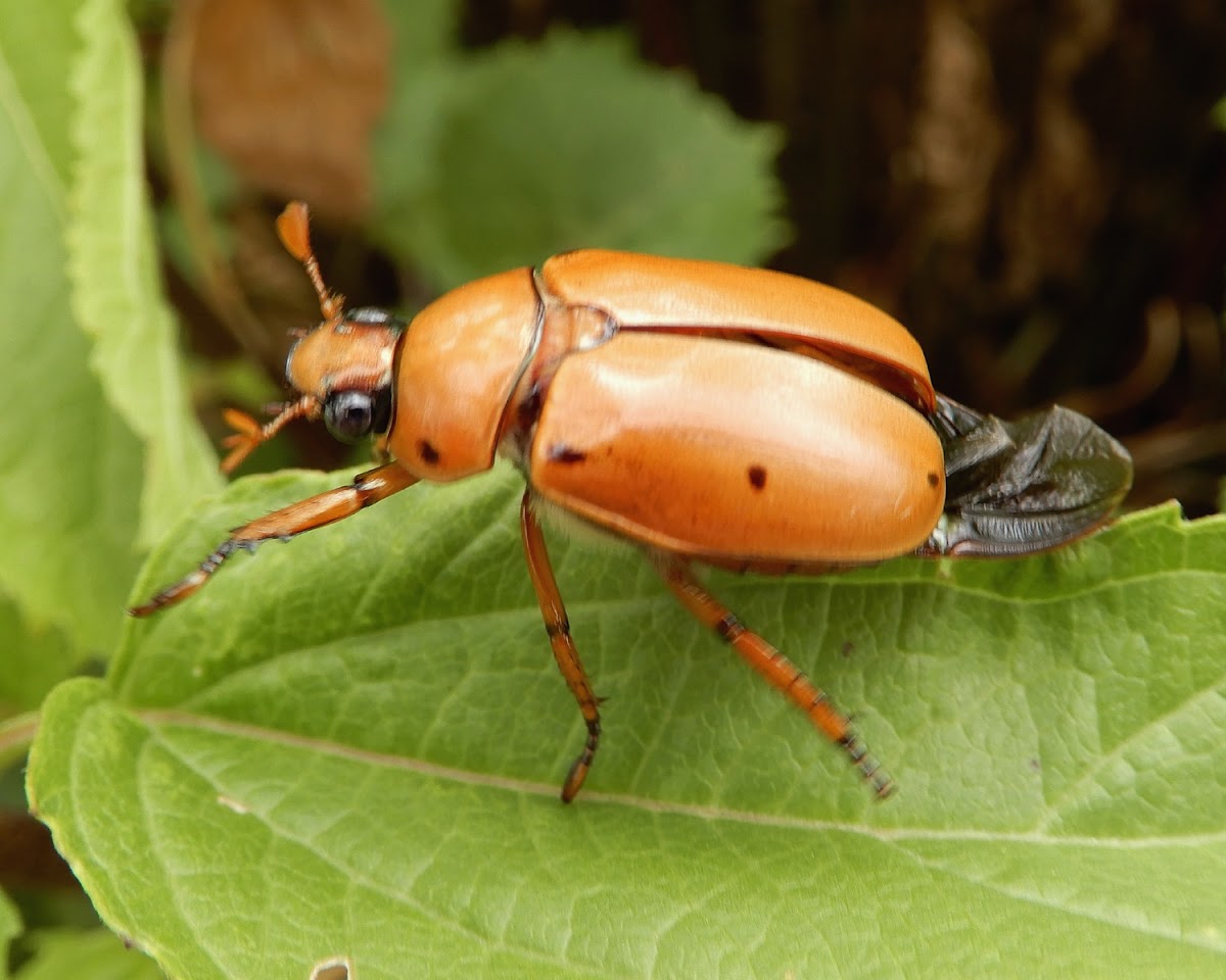 Grapevine Beetle