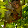 Bonnet macaque