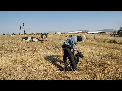 Busisiwe Mkhwebane found that the department failed to manage and monitor the Vrede dairy farm project.