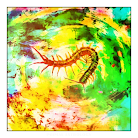 Primal Astrology - Series 1 - Centipede