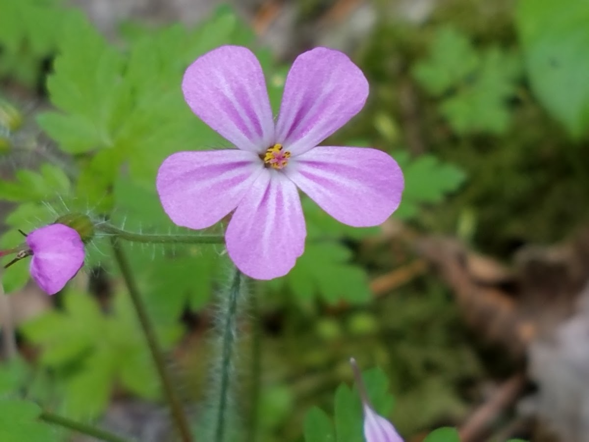 Herb Robert