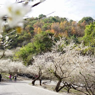 柳家梅園農場