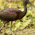 Glossy Ibis