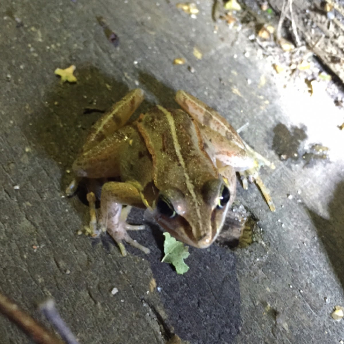 Wood frog