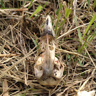 skull of a ring-necked pheasant