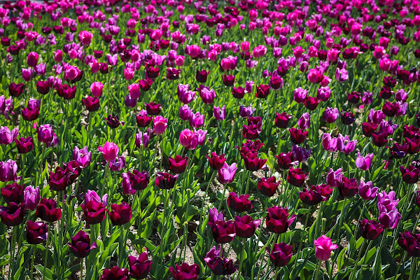 Campo di magenta di Albifog