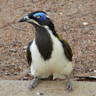 Blue-faced Honeyeater