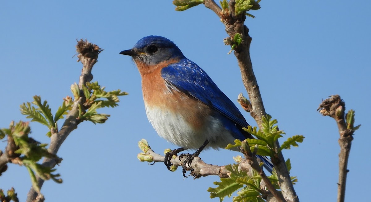 Eastern bluebird