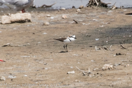 Kentish Plover; Chorlitejo Patinegro