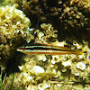 Mediterranean rainbow wrasse. Docella