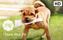 My Chinese Shar Pei Dog & Puppy HD Wallpapers small promo image